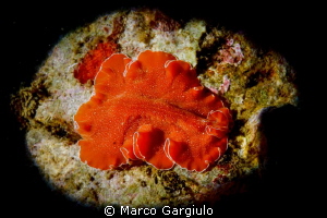 Yungia aurantiaca
 by Marco Gargiulo 